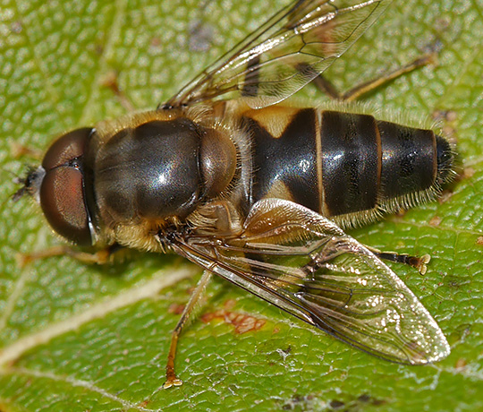 Eristalis pertinax