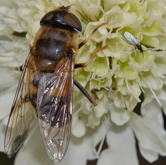 Eristalis pertinax