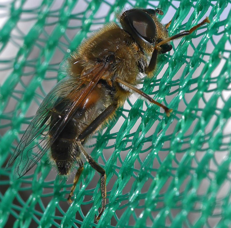 Eristalis pertinax