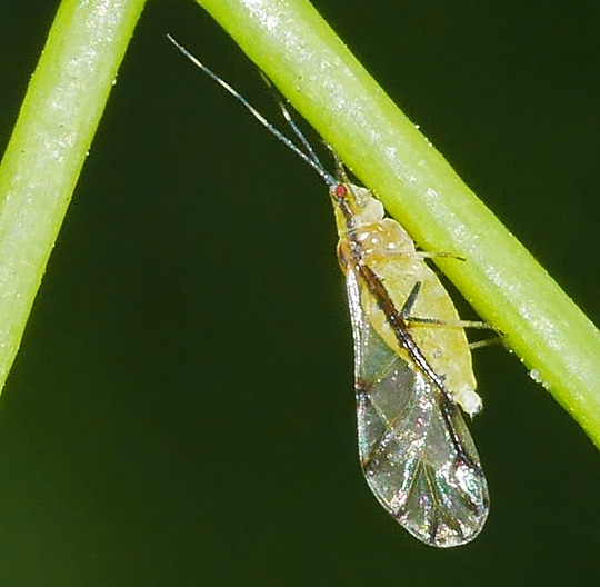 Eucallipterus tiliae