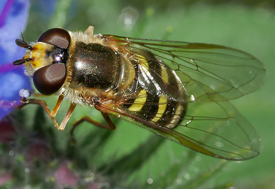 Eupeodes luniger