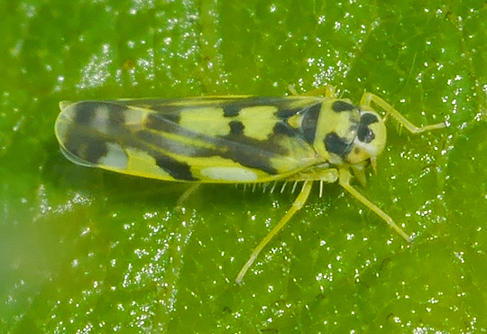 Eupteryx aurata