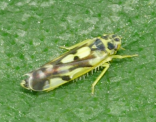 Eupteryx aurata
