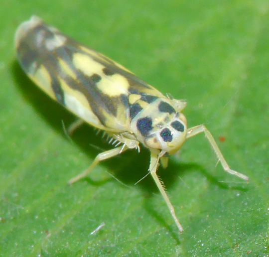 Eupteryx aurata