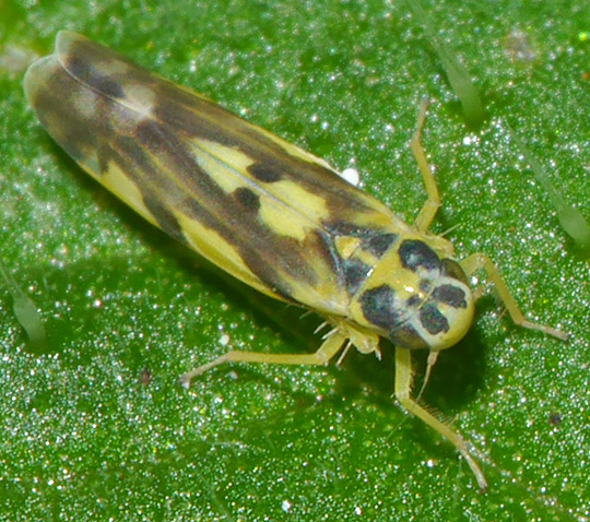 Eupteryx aurata