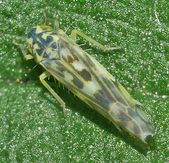 Eupteryx cyclops