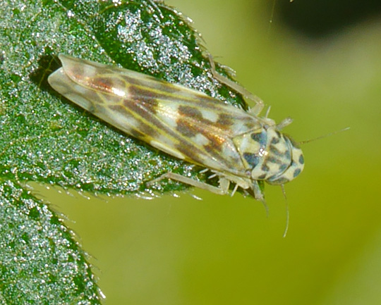 Eupteryx cyclops