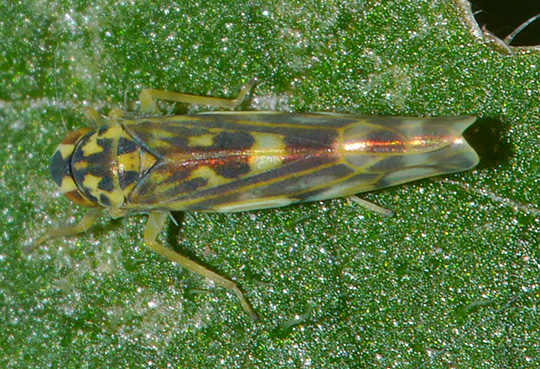 Eupteryx cyclops