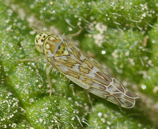 Eupteryx decemnotata