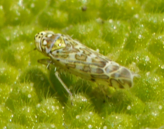 Eupteryx decemnotata