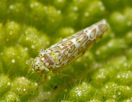 Eupteryx decemnotata