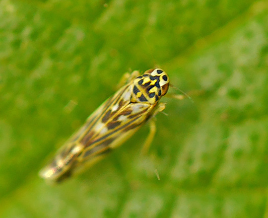 Eupteryx urticae