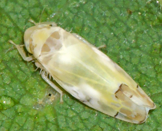 Eurhadina concinna