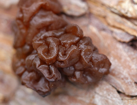 Exidia saccharina