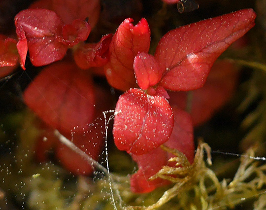 Exobasidium splendidum