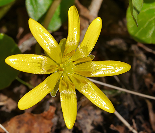 Ficaria verna