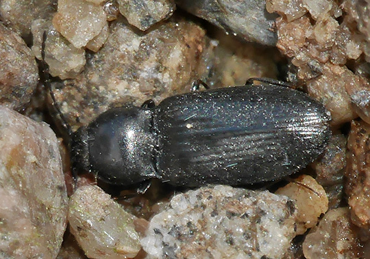Fleutiauxellus maritimus