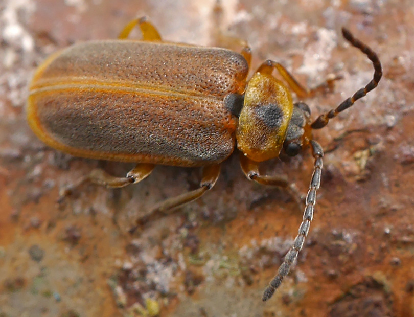 Galerucella lineola