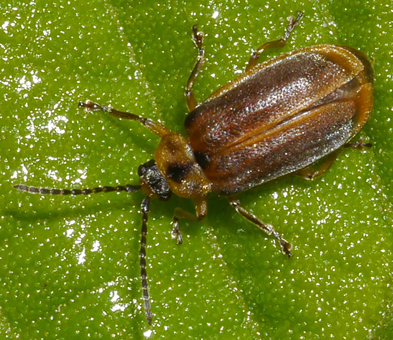 Galerucella lineola