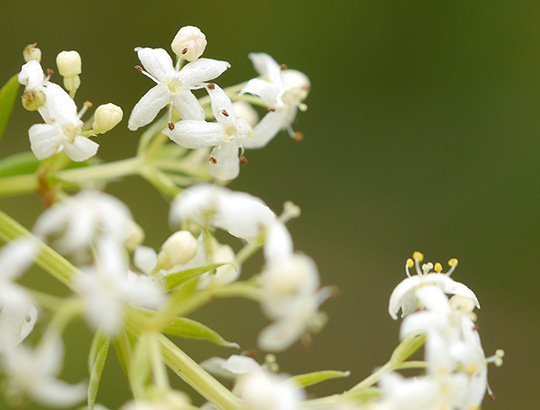 Galium album
