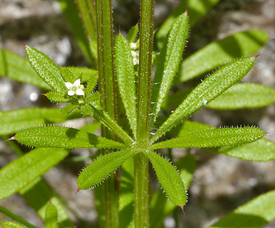 Galium aparine
