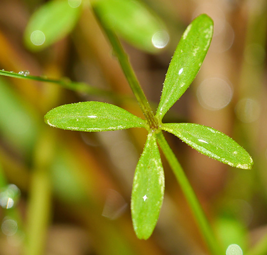 Galium palustre