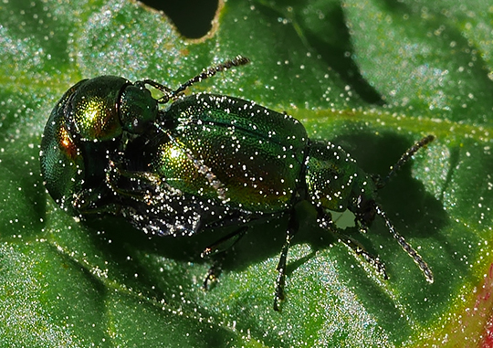 Gastrophysa viridula