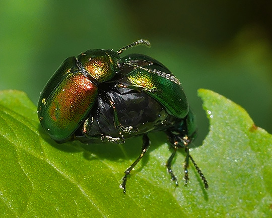 Gastrophysa viridula