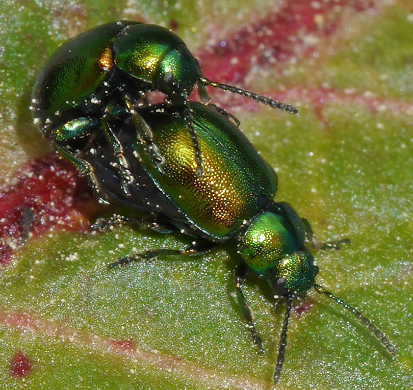 Gastrophysa viridula