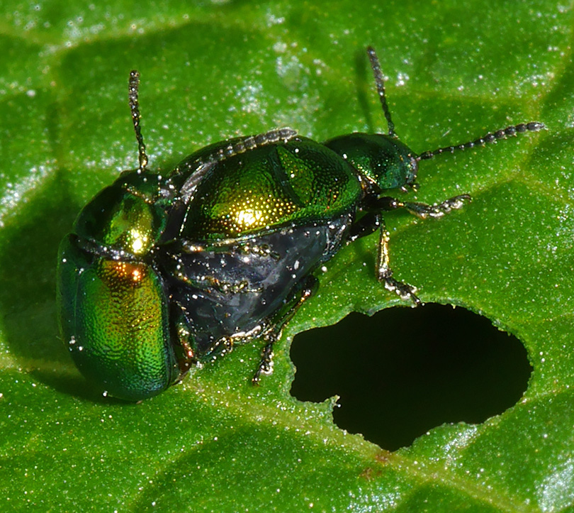 Gastrophysa viridula