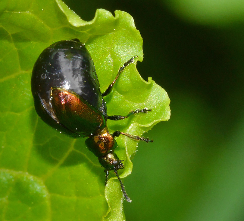 Gastrophysa viridula