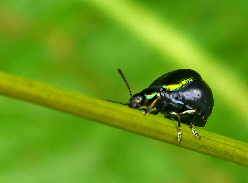 Gastrophysa viridula