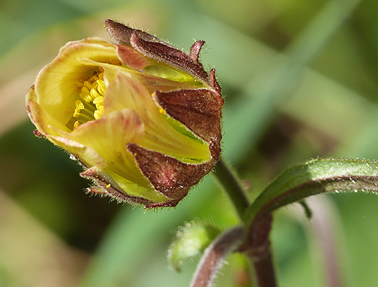 Geum rivale
