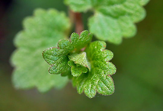 Glechoma hederacea