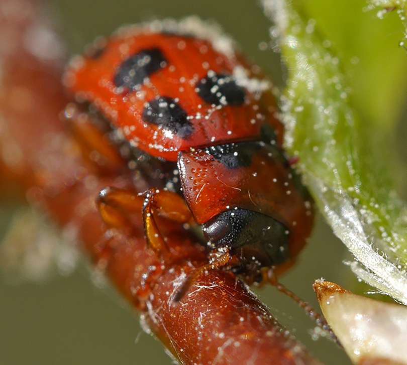 Gonioctena decemnotata