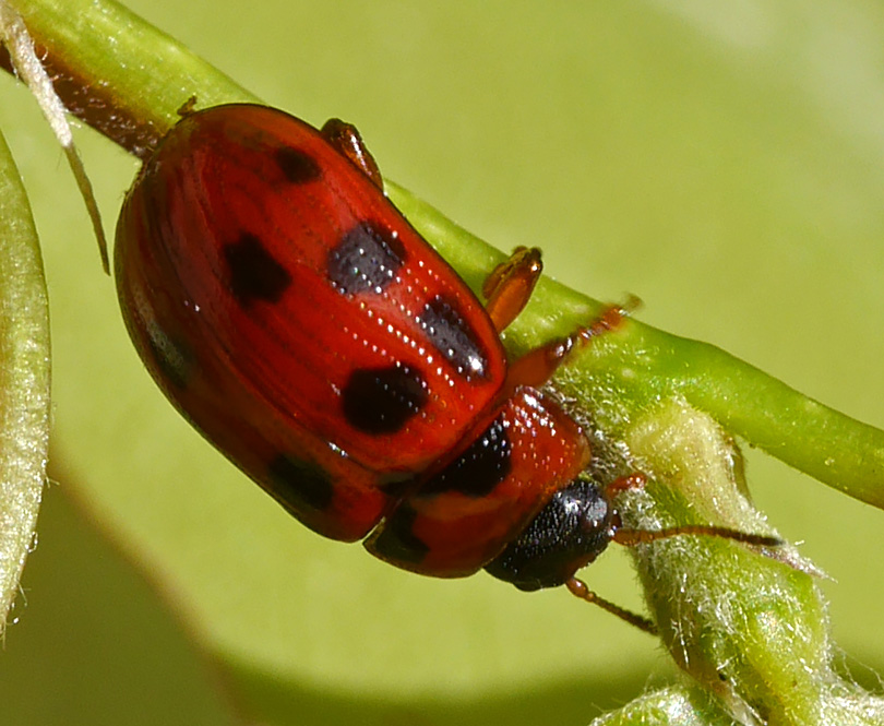 Gonioctena decemnotata