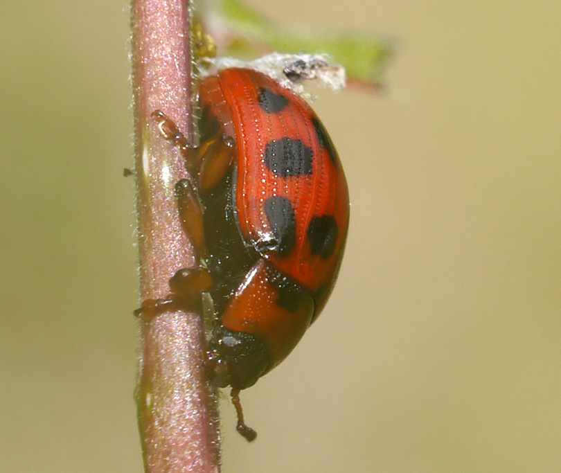 Gonioctena decemnotata