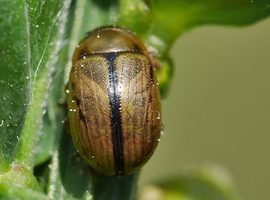 Gonioctena olivacea