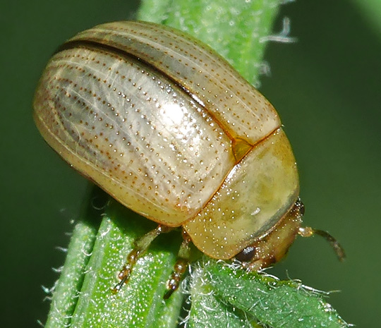 Gonioctena olivacea