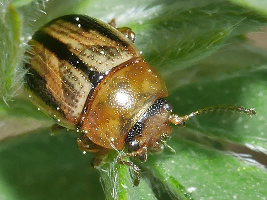 Gonioctena olivacea