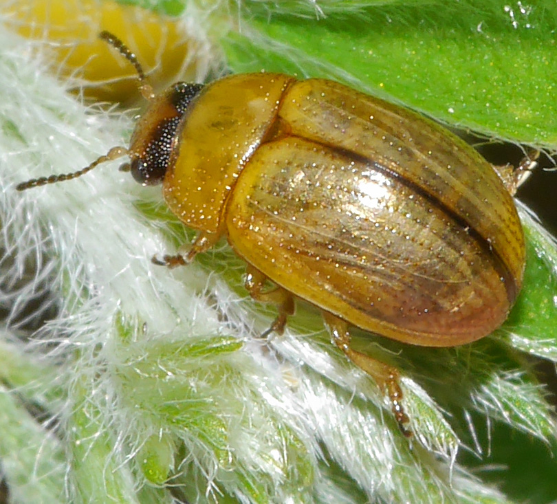 Gonioctena olivacea