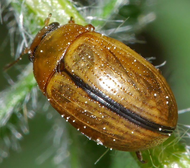 Gonioctena olivacea