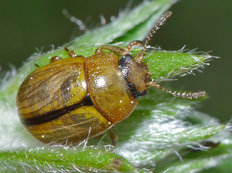 Gonioctena olivacea