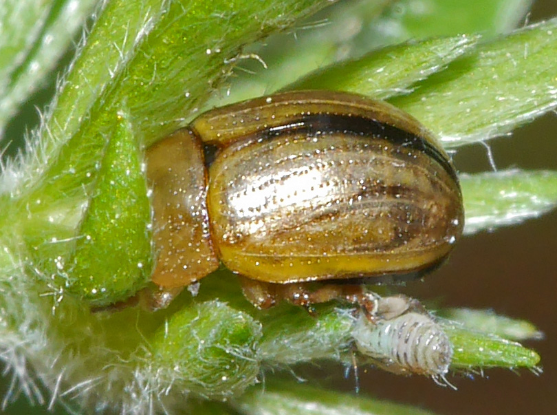 Gonioctena olivacea
