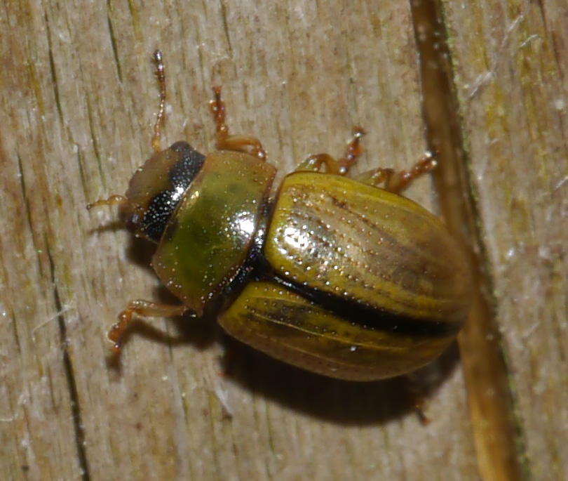 Gonioctena olivacea
