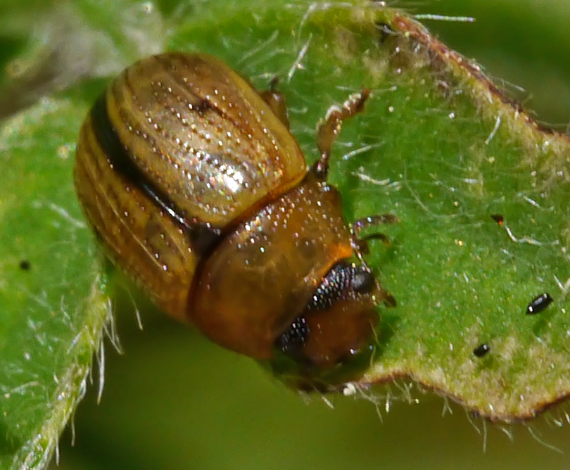 Gonioctena olivacea
