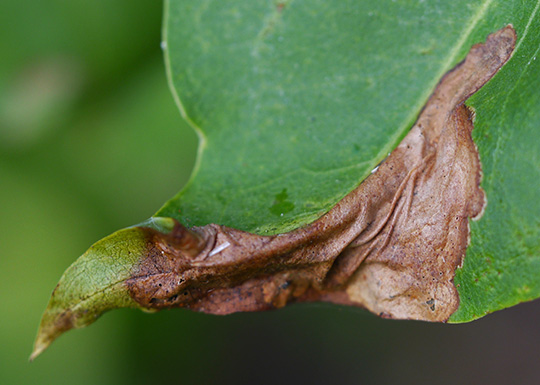 Gracillaria syringella