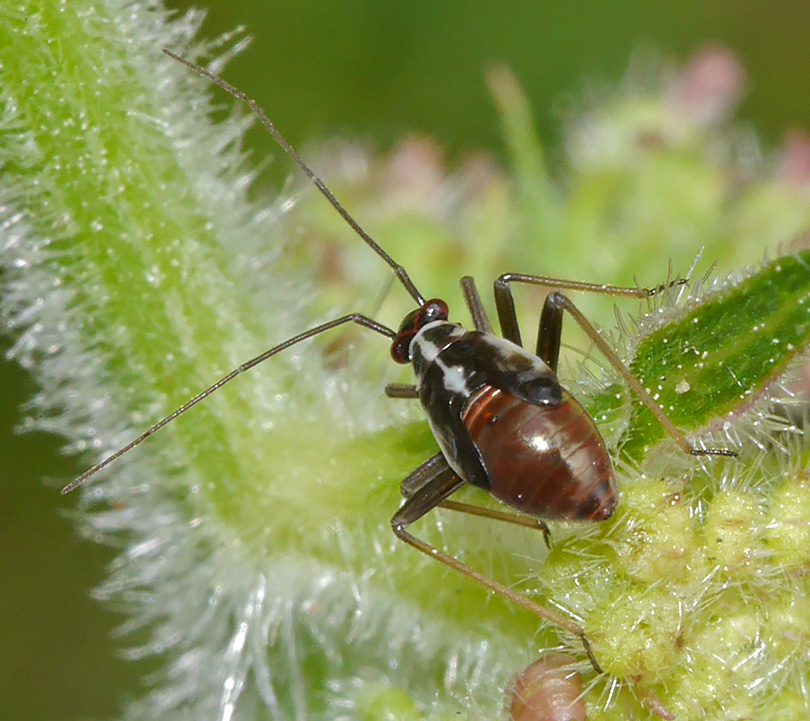Grypocoris stysi