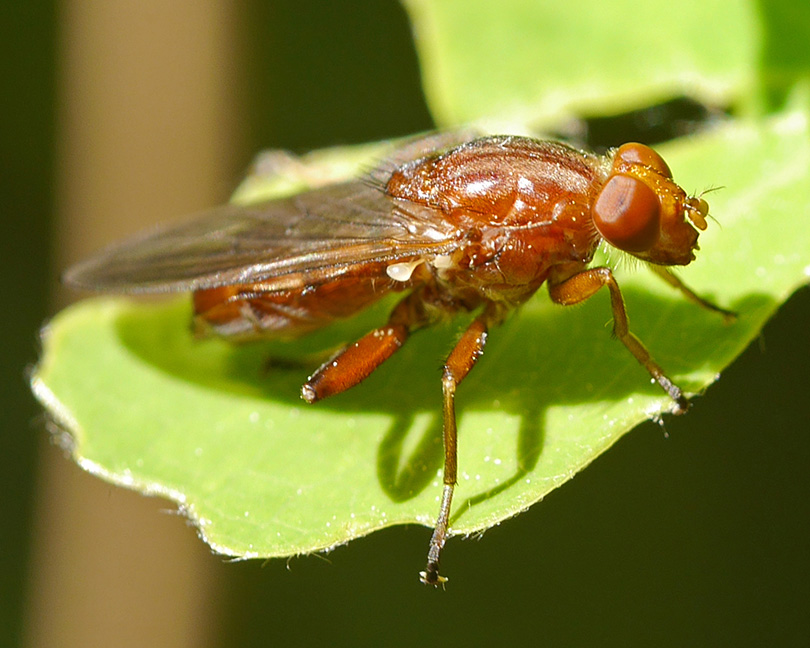 Hammerschmidtia ferruginea