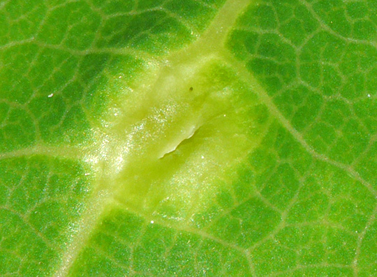 Harmandiola cavernosa